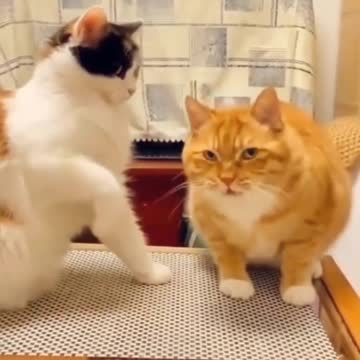 Cute and Funny Cat #14