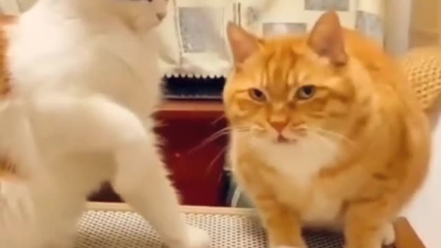 Cute and Funny Cat #14