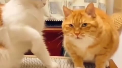 Cute and Funny Cat #14