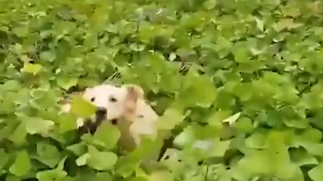 Baby Dogs ❤️ Cute and Funny Dog Videos