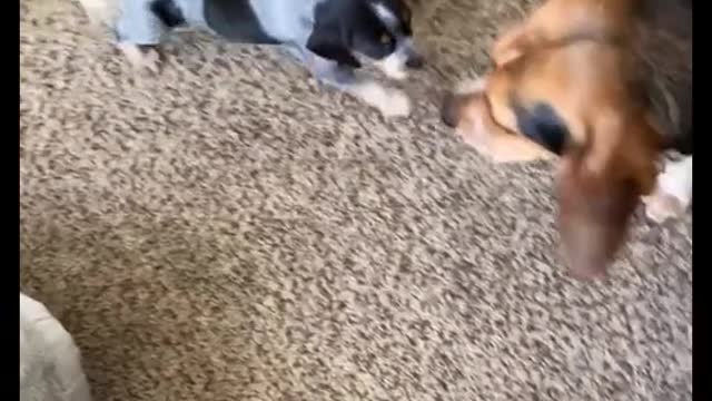 Watch our dogs become best friends