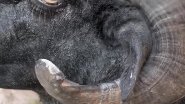goat horn close-up#pet #fyp #viral #animals #funny #lol #funnyvideos #fypシ #foryou