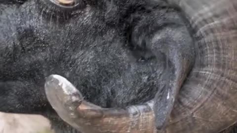 goat horn close-up#pet #fyp #viral #animals #funny #lol #funnyvideos #fypシ #foryou