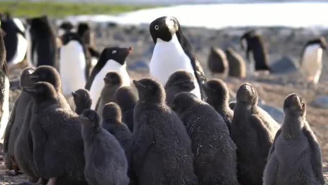 Adélie Penguin creche.