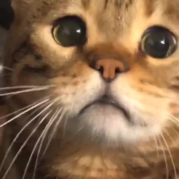 Try not to be sad little kitty