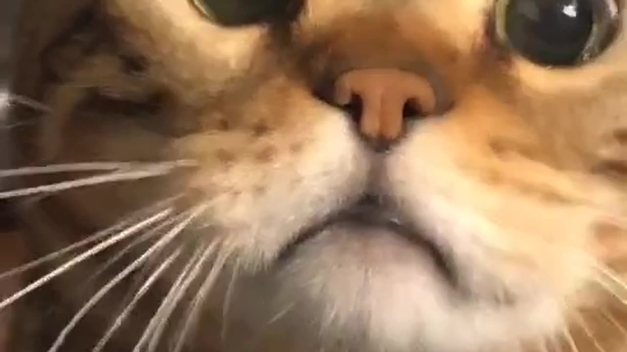 Try not to be sad little kitty