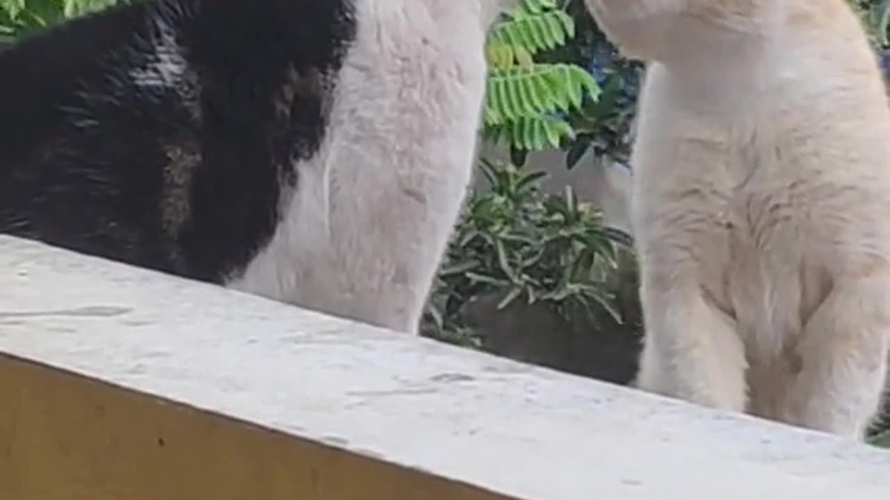 How cats react #viral #video
