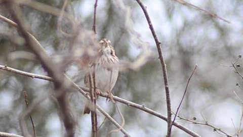 Song sparrow call _ singing _ song variations