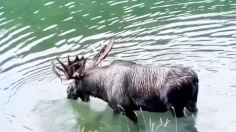 Moose One Of The Tallest Animals On The Planet