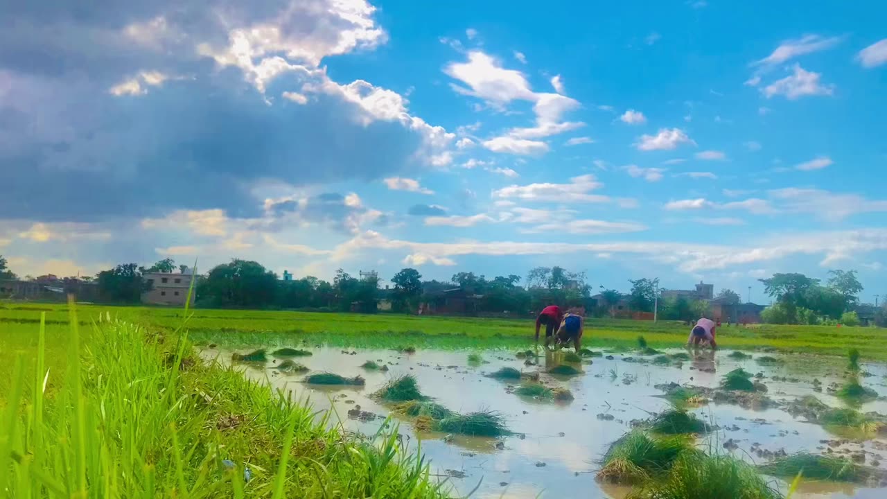 Planting Paddy