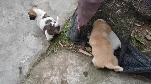 There are three puppies in the corner. They seem to be in a meeting