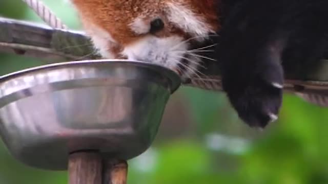 red pandas