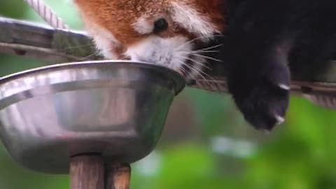 red pandas