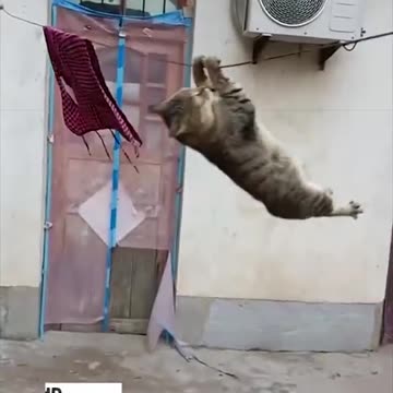 Most Beautiful Cat Intertainment Videos In World