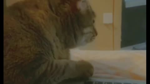 Funny Cat Please subscribe my channal pls