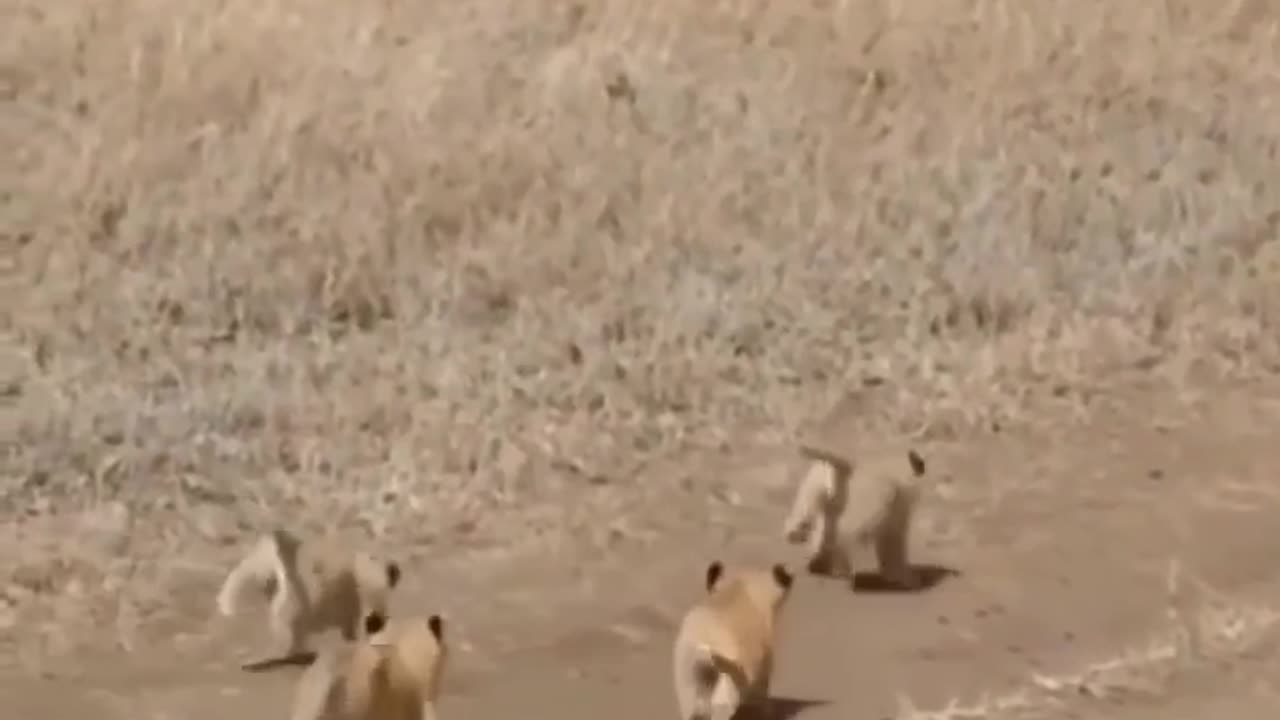 Father Lion With Cubs