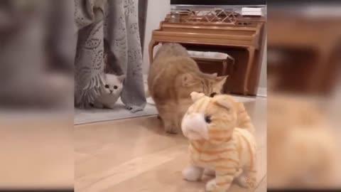 Funny Cat and Dog Videos That Will Make Your Day