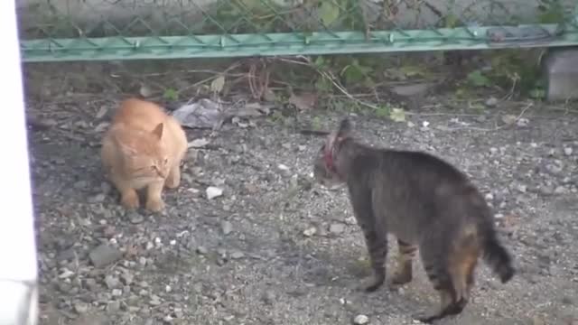 Top Ten Real Cat Fight Compilation 😉 Best Cat Fight Video 😁