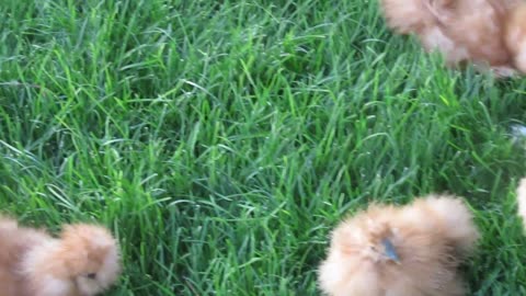 White silkie pullets