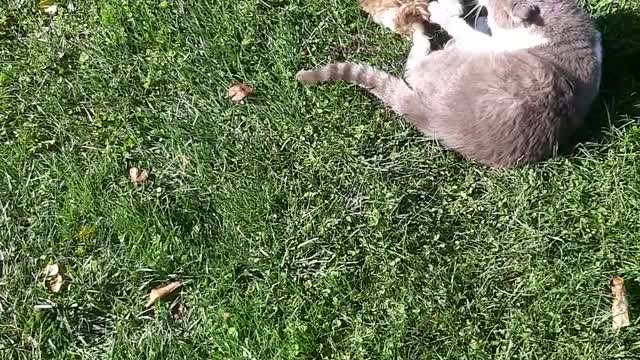 Cat fight