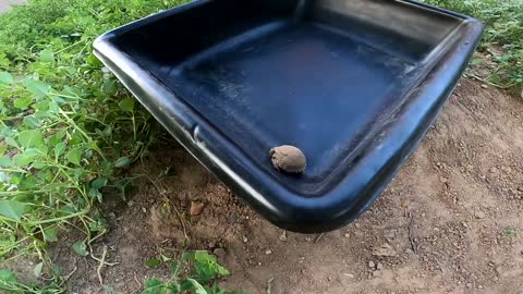 We Found a Baby Tortoise! - Morning Routine-17
