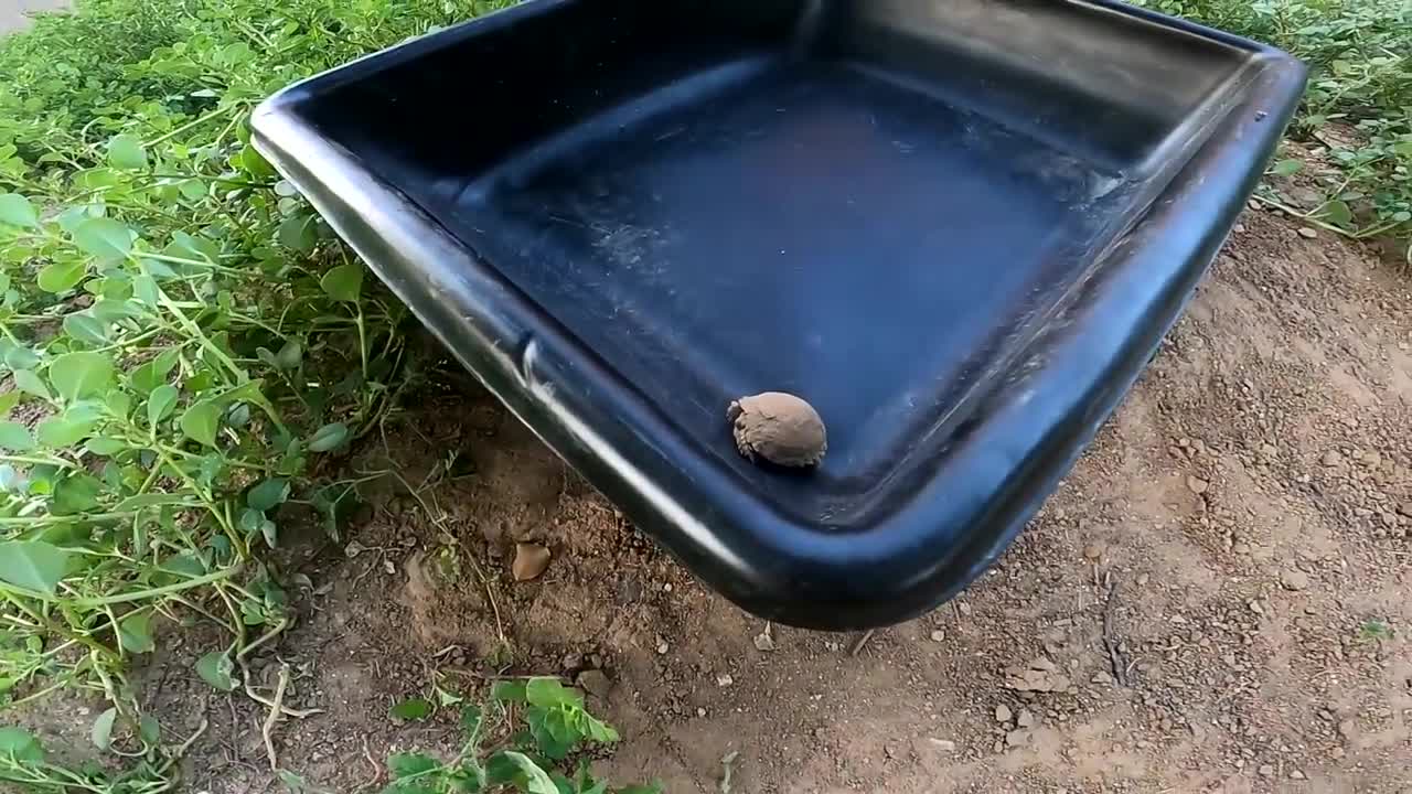 We Found a Baby Tortoise! - Morning Routine-17