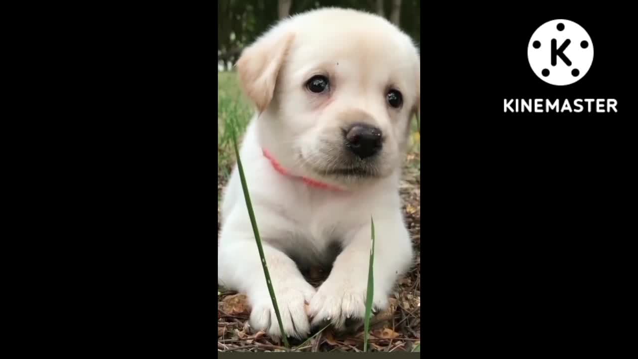 Cut puppy 🥰😍😍😍# viral # shot