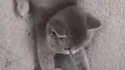 funny animals videos try not to laugh