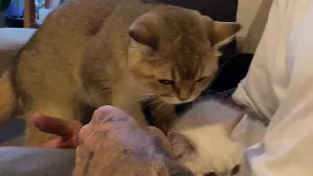 Golden British Short Hair Meets the New Family Member