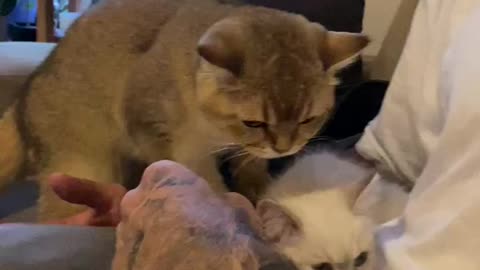Golden British Short Hair Meets the New Family Member