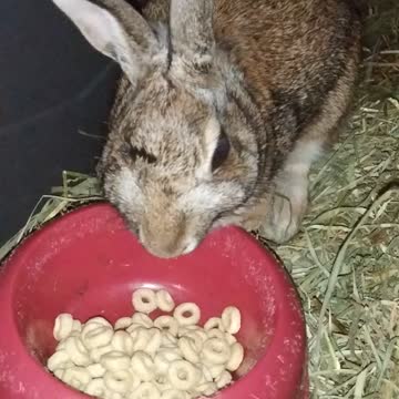 🐇 Cottontail Loves Her Cereal 😊