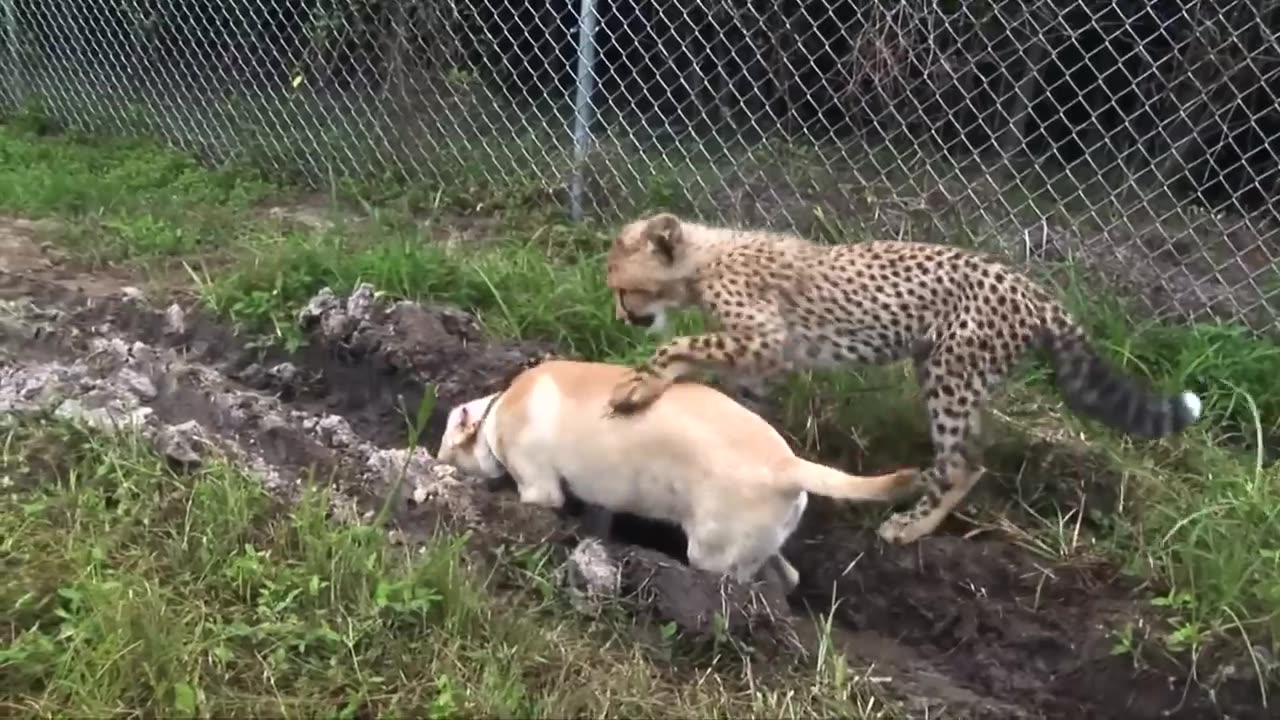 This dog and the cheetah met as children, two years later, they are still inseparable