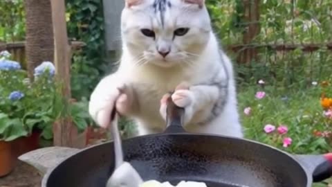 Cheff kitty in action