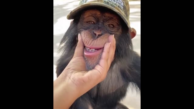 A funniest & cutest orangutan#animals #1 -animals videos 2022