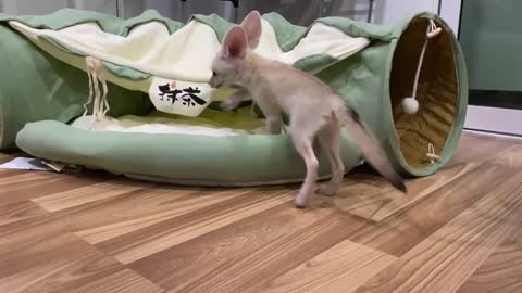 Fennec Fox puppy explores new toy