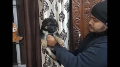 Free Dog Adoption Long hair German Shepherd