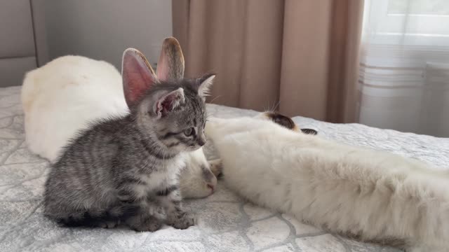 Cute Rabbit made friends with Cats