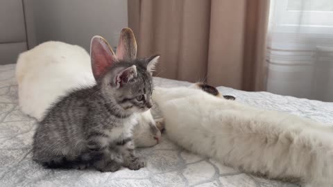 Cute Rabbit made friends with Cats