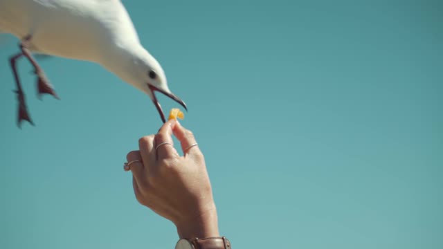 seagull eats from hands