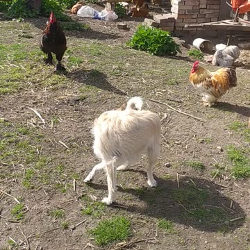 Luna and chickens