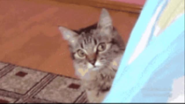 Cat hiding gif video