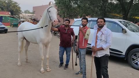 white horse stallion mare colt baby horses saste ghode