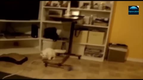 Funny Animal Videos 2023