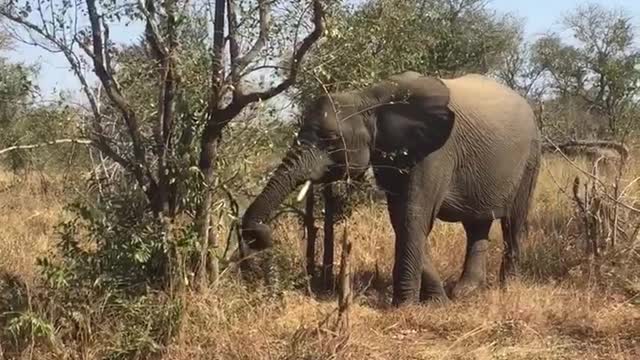 intimidating elephant