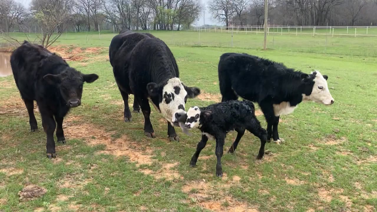 Yahtzee and her buddies!