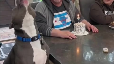 AmazingD🐶|Funny pet's|