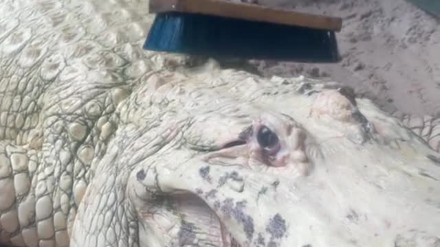 Scrubbing a giant leucistic alligator at @gatorland don’t try this at home 🐊