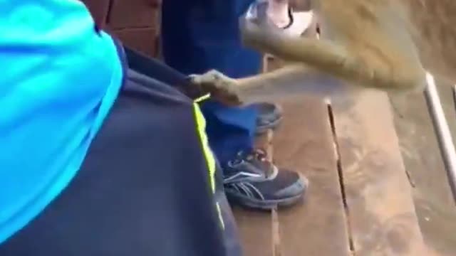 wee funny pets videos