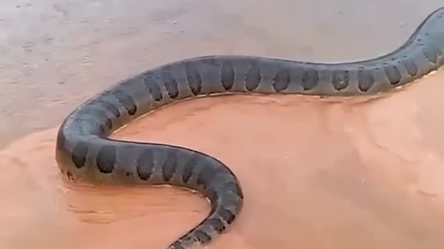 terrifying the biggest snake in the amazon river !