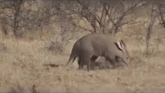 Aardvark, Roaming